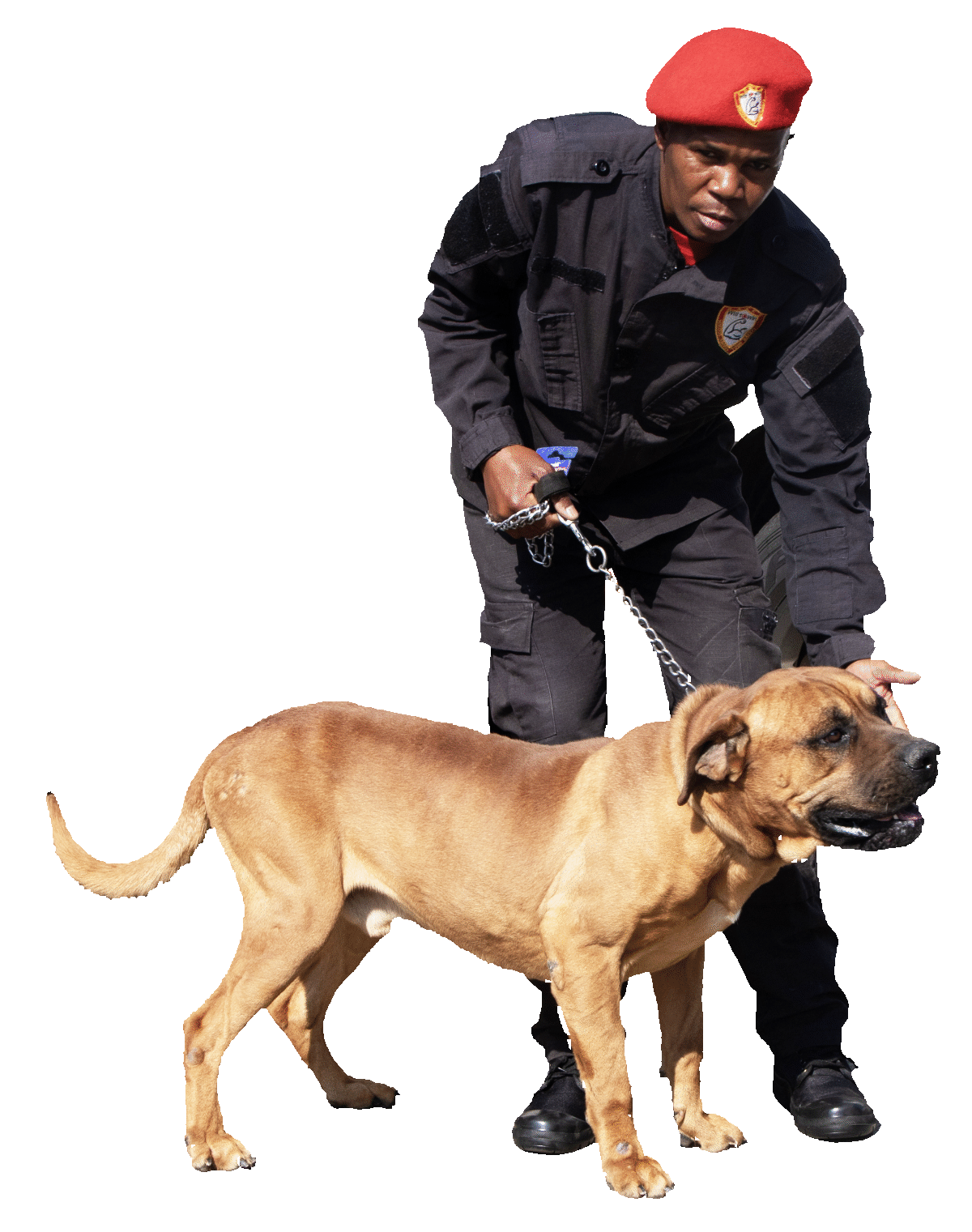 Dog Team
